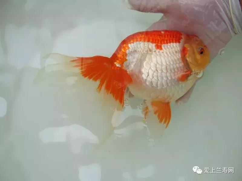 日本土佐金鱼图片大全,日本金鱼品种大全