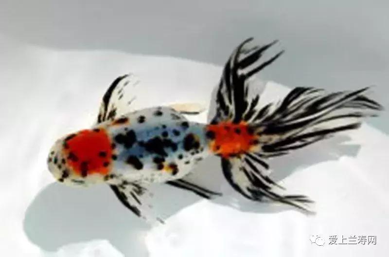 日本土佐金鱼图片大全,日本金鱼品种大全