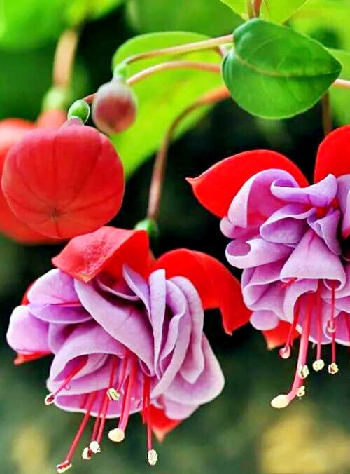 倒挂*钟金**ll彩燕翻飞欲向空，曼妙多姿醉*钟金**