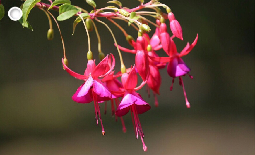 倒挂*钟金**ll彩燕翻飞欲向空，曼妙多姿醉*钟金**