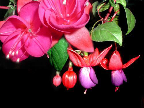 倒挂*钟金**ll彩燕翻飞欲向空，曼妙多姿醉*钟金**