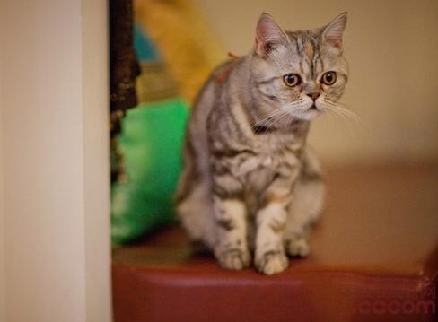 养猫咪驱虫药怎么用,养猫咪怎么预防寄生虫