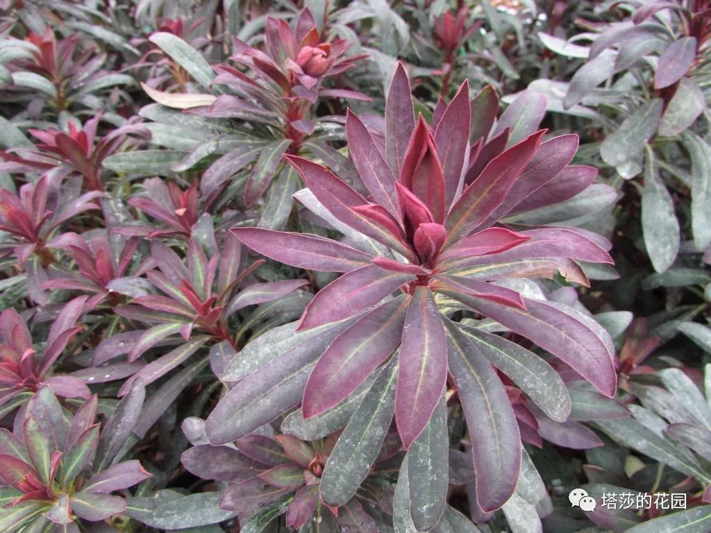 这座暗黑花园，不仅酷，还防涝