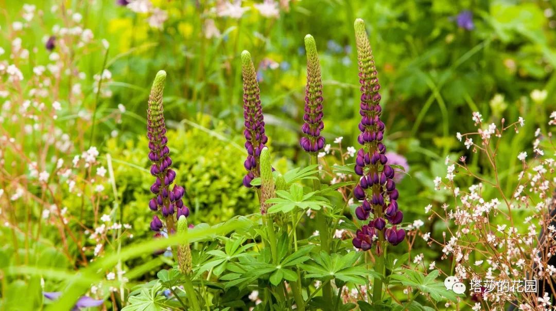 这座暗黑花园，不仅酷，还防涝