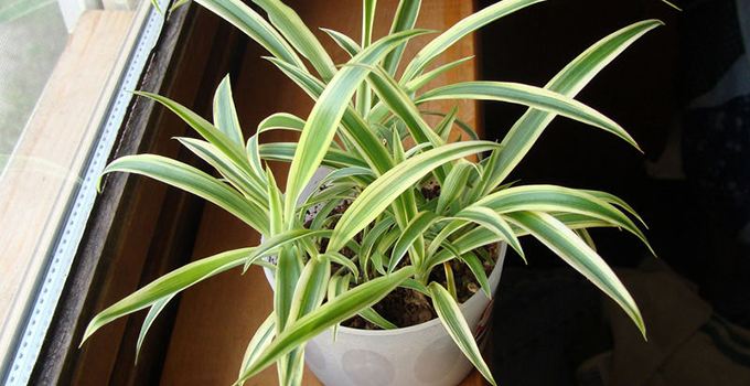 吊兰能水培养活吗,吊兰在家水培怎么养活得快