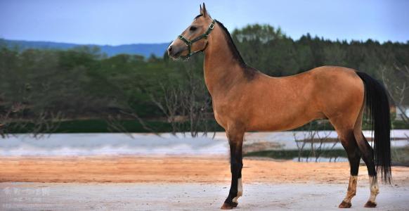 汗血宝马日行千里下一句是什么,日行千里的汗血宝马竟是外来物种