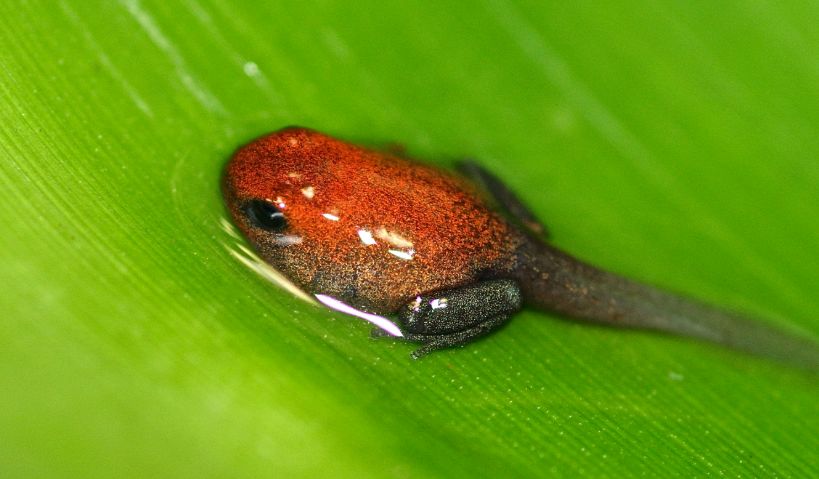 这种蛙竟然把蝌蚪背到树上养?蝌蚪们在树上能吃些什么呢?