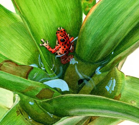 这种蛙竟然把蝌蚪背到树上养？蝌蚪们在树上能吃些什么呢？