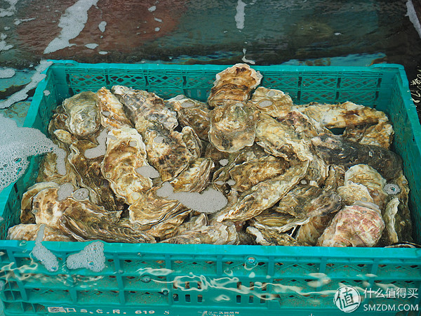 北海道札幌的散步之旅,日本北海道小樽旅游攻略