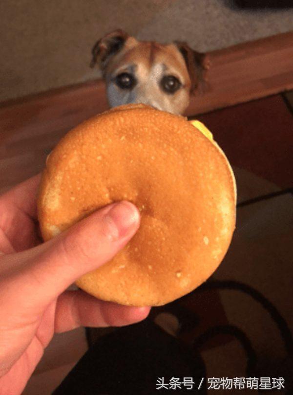 狗狗骨癌吃什么可以缓解,狗狗骨癌三个月了除了瘸一切都好