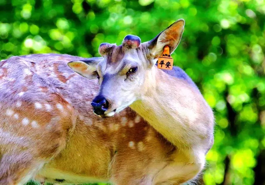 哈尔滨之夏游玩攻略,迷人的哈尔滨之夏音乐会