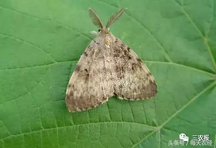 桃树虫害汇总，不看后悔！「上篇」