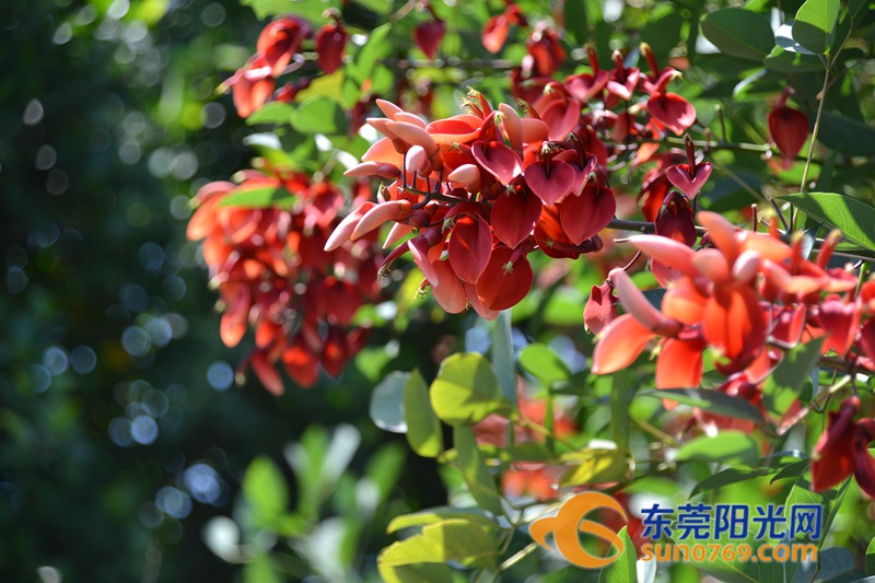 清水绕绿屿，白鹭上青天！沙田这些地方如今变得这么美！