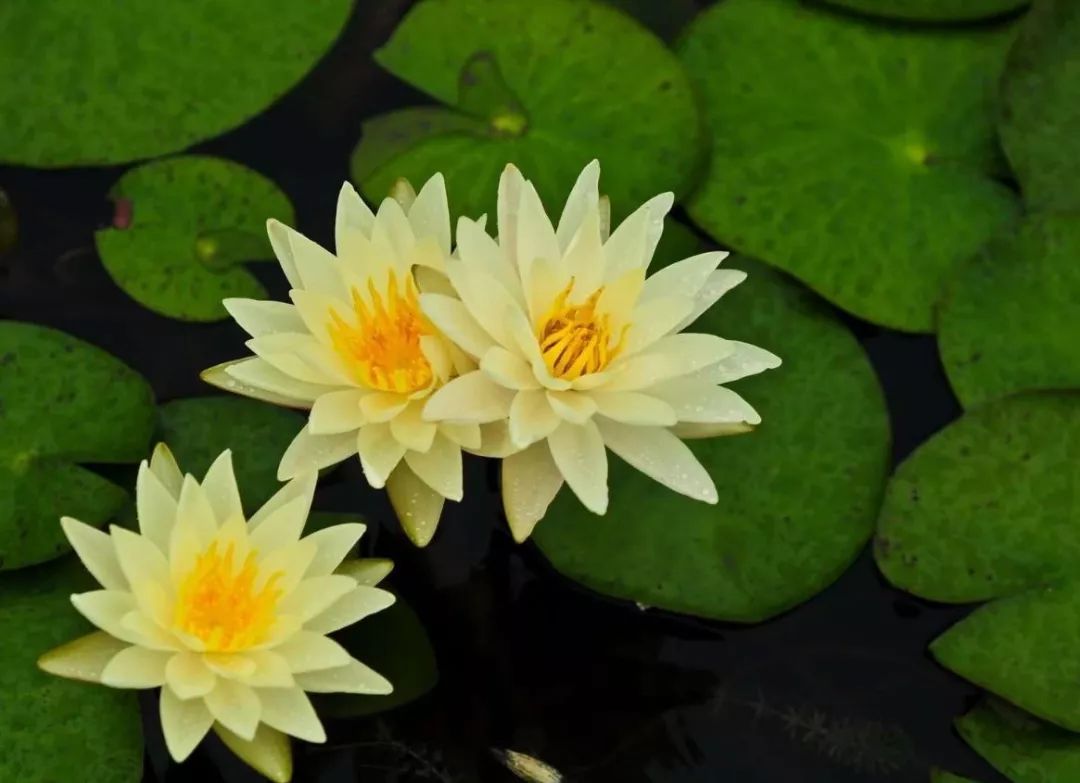 荷花淀最大的特色,荷花淀都有哪些美