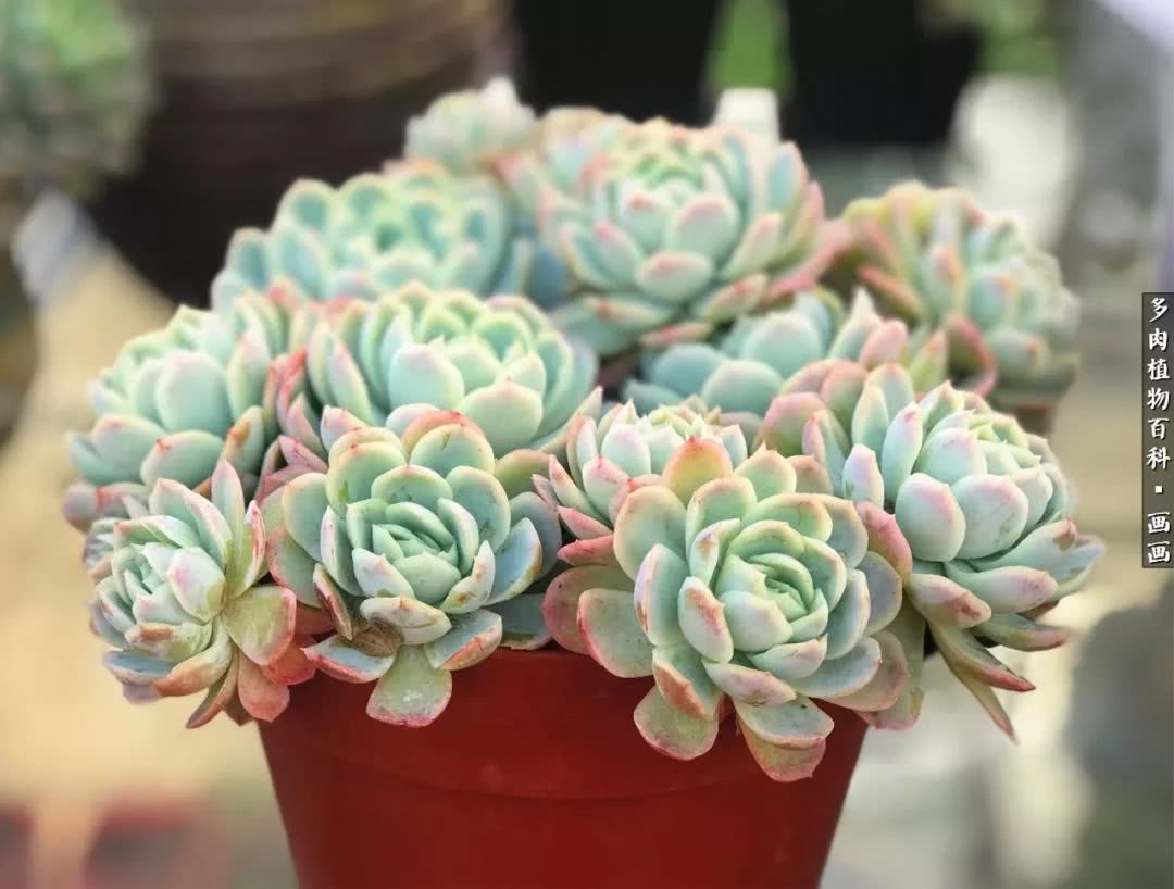 鍒氬ソ閬囪浣犵編濂虫埛澶栫増,鍒氬ソ閬囪澶氳倝