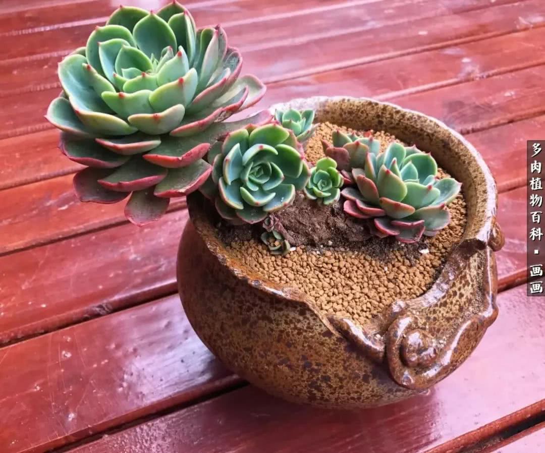 鍒氬ソ閬囪浣犵編濂虫埛澶栫増,鍒氬ソ閬囪澶氳倝