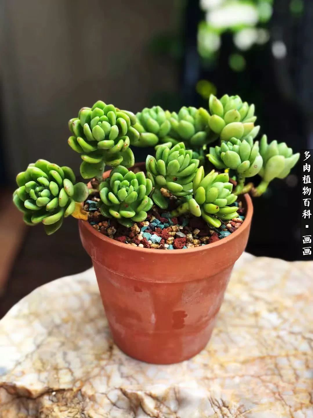 鍒氬ソ閬囪浣犵編濂虫埛澶栫増,鍒氬ソ閬囪澶氳倝