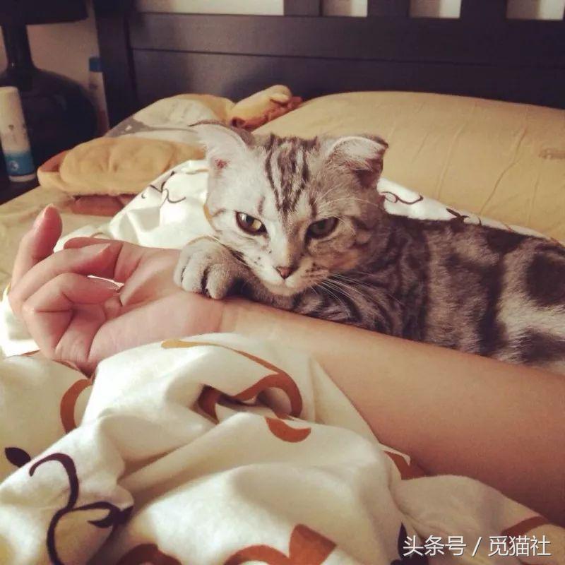 养猫常听的7个谣言猫拒绝背锅,养猫人一定要知道的猫粮