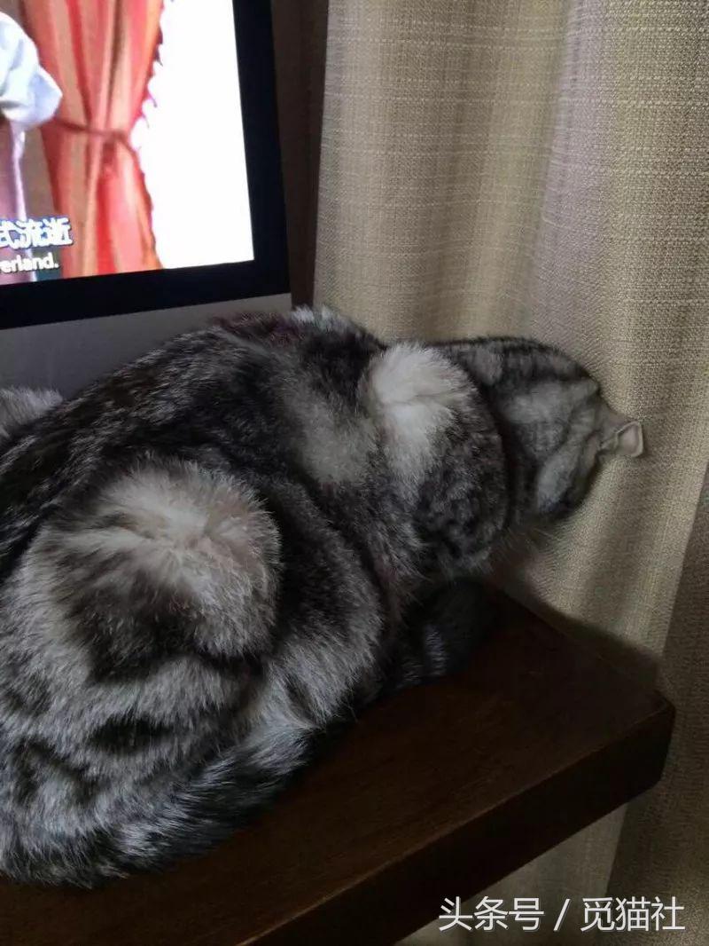 养猫家庭一定要了解这些猫,养猫的家庭千万注意