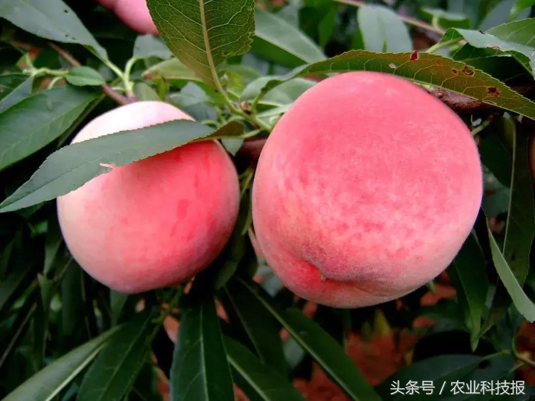 中国桃子十大名桃排名,中国最好的桃子品种