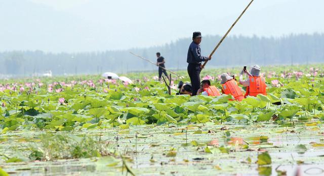 微山湖湿地荷花全景图,微山湖坐船赏荷花