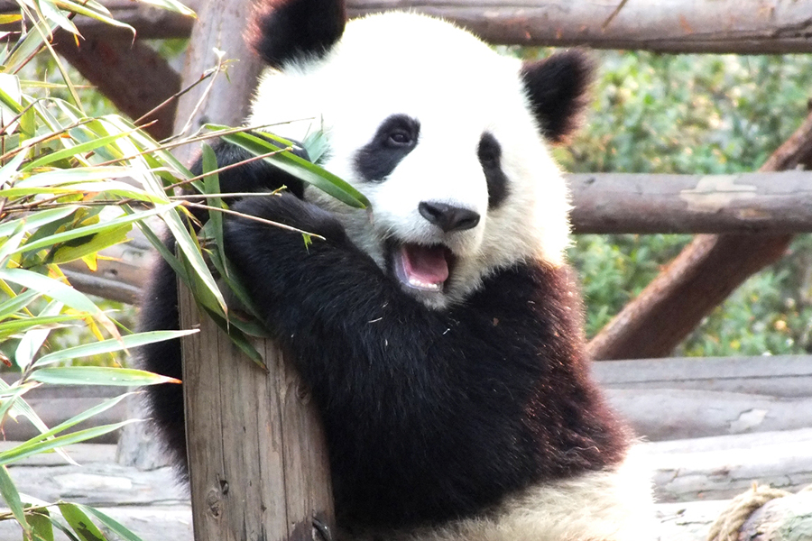 当熊猫遇上世界杯巨星，一波“熊猫滚”强势来袭！傻傻分不清！