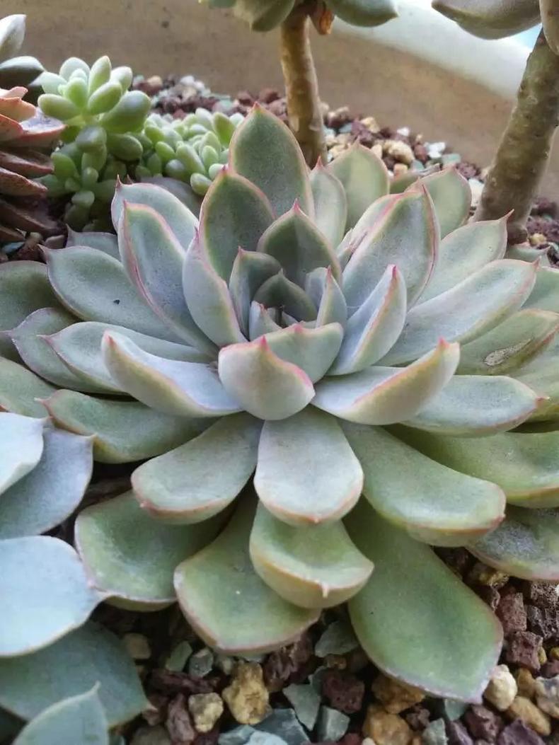 多肉紫乐越养越干巴怎么回事,多肉收到后干巴了怎么办