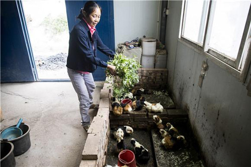 花毛豚养殖基地视频,花毛豚养殖基地在哪