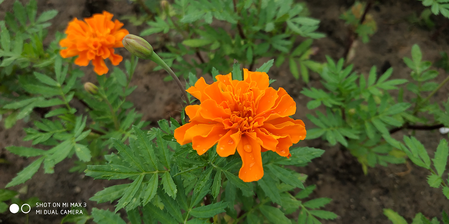 小米max3评测找靓机,小米max3评测怎么开120帧