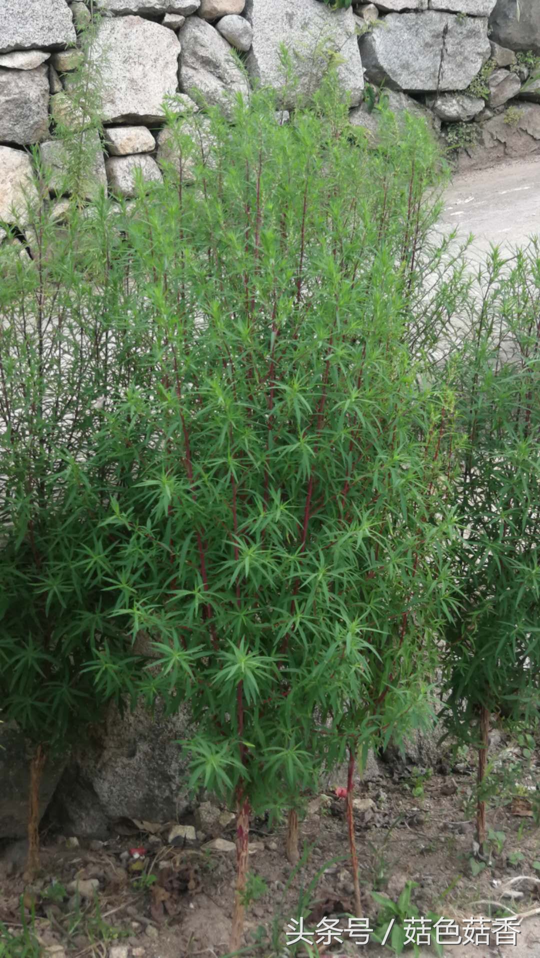 小孩可以长期泡各种草药吗,儿童凉血止痒的洗澡草药