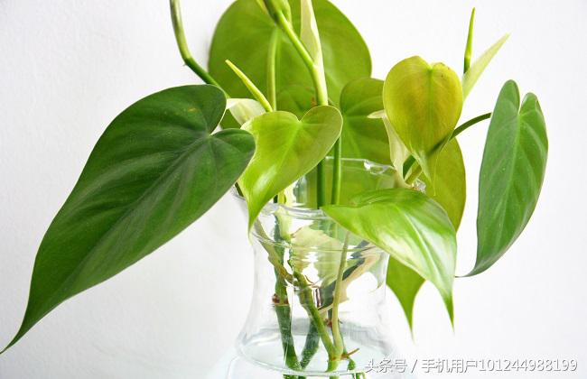 家里的绿萝有异味怎么办,卫生间养绿萝去异味吗