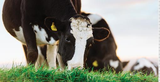 新西兰安佳奶粉质量怎么样,新西兰安佳奶粉好不好