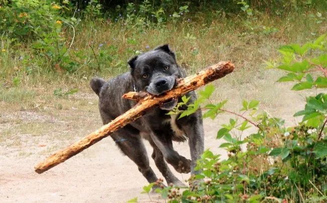 卡斯罗致命的弱点,卡斯罗犬十个不养理由