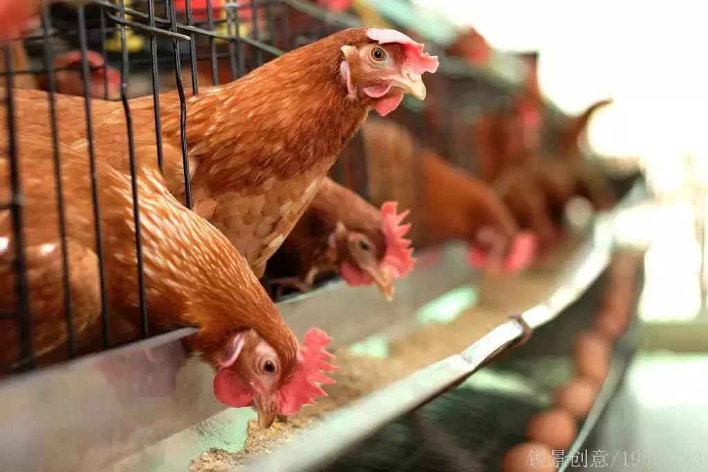 禽大肠杆菌预防首选药,禽大肠杆菌用什么药