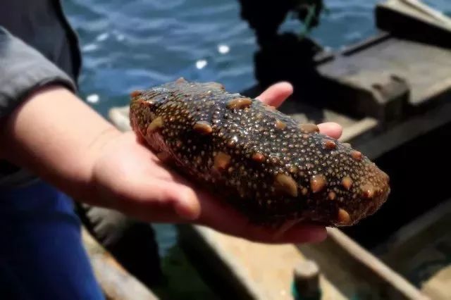 海参你必须知道的那些事,海参市场内幕视频