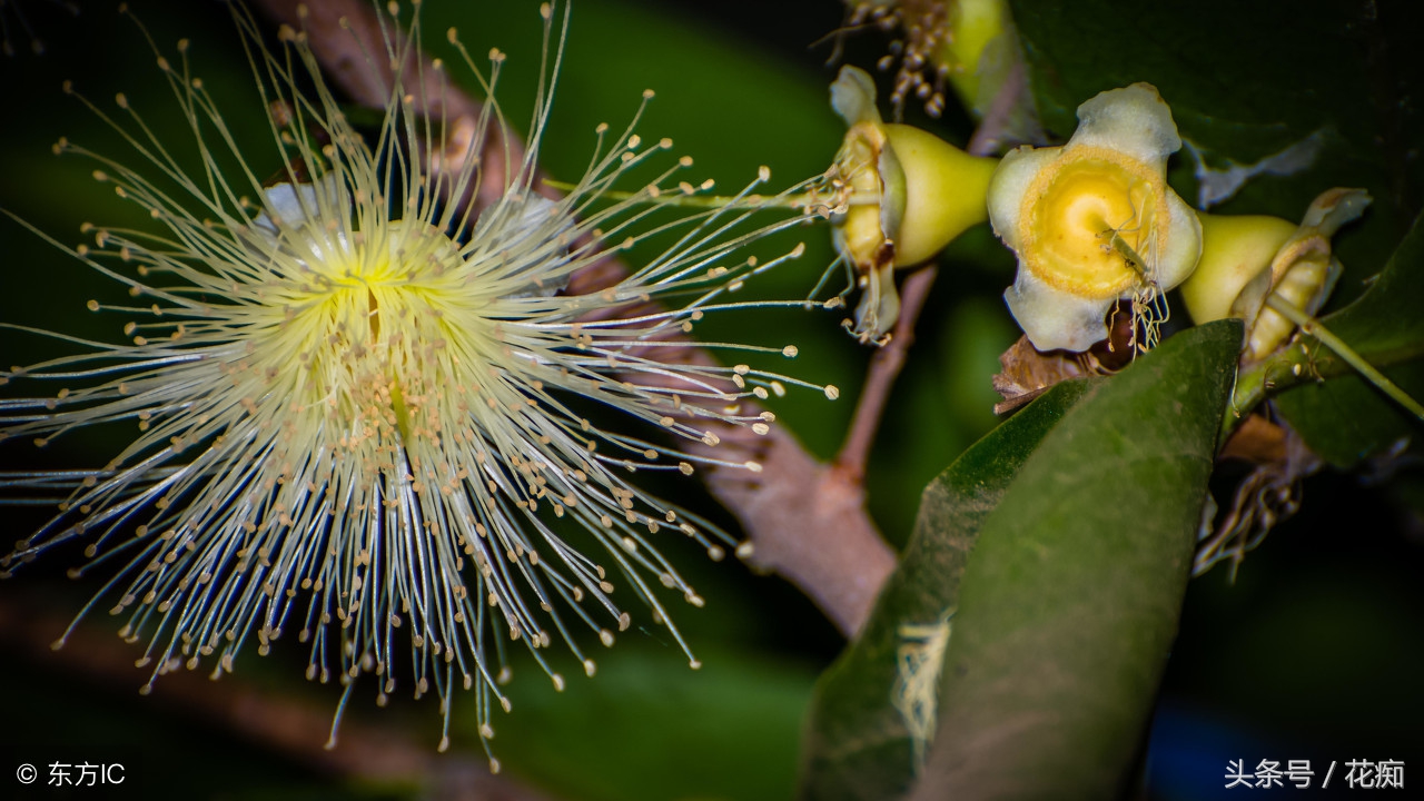 那么贵的水果能不能少买点,这么贵的水果怎么还不好吃