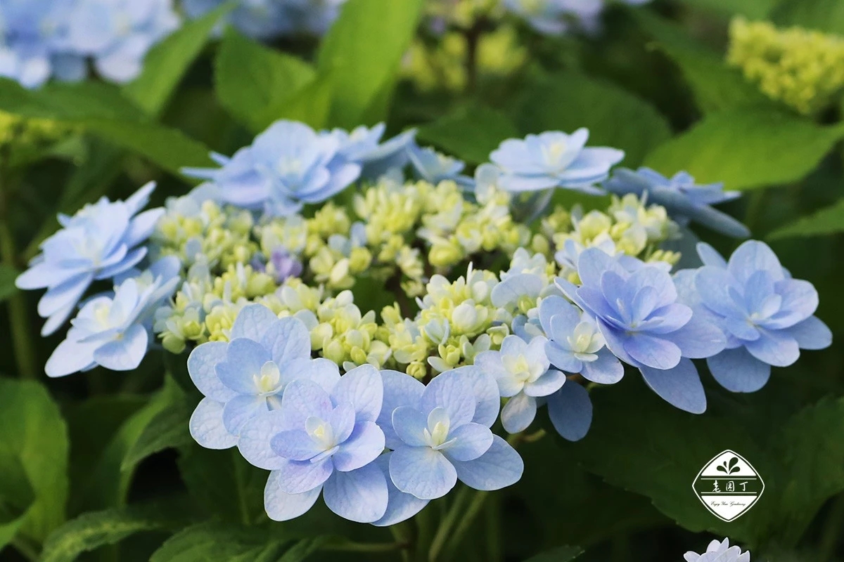 绣球花佳橙怎么样,绣球佳澄特性