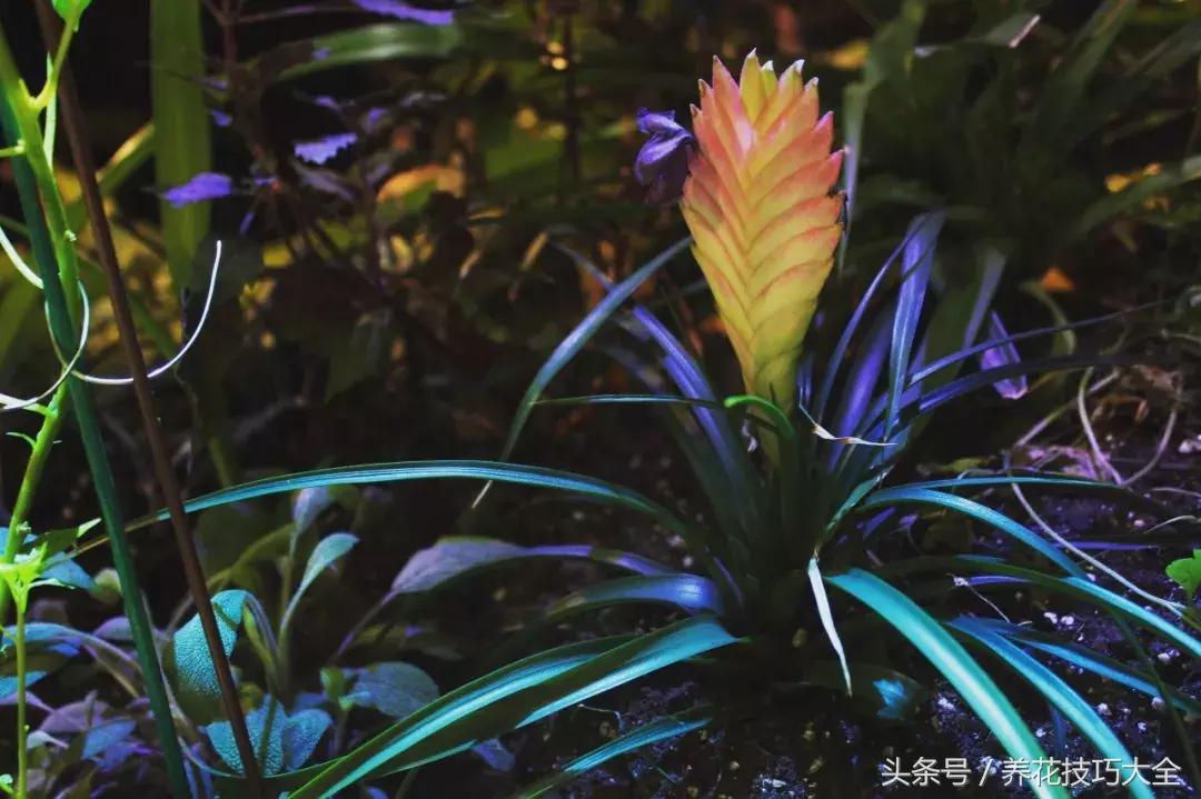 紫凤梨的特点和形态,紫凤梨多久开一次花