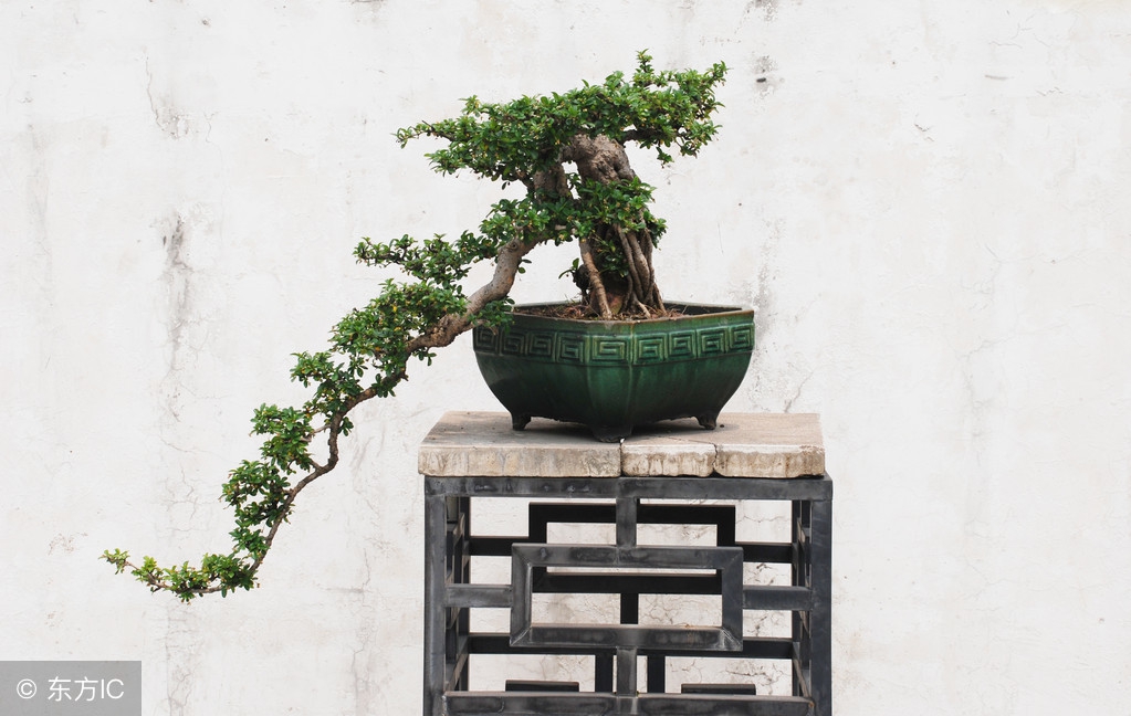 绝美优雅的盆景欣赏（太漂亮了，快分享给朋友吧！）