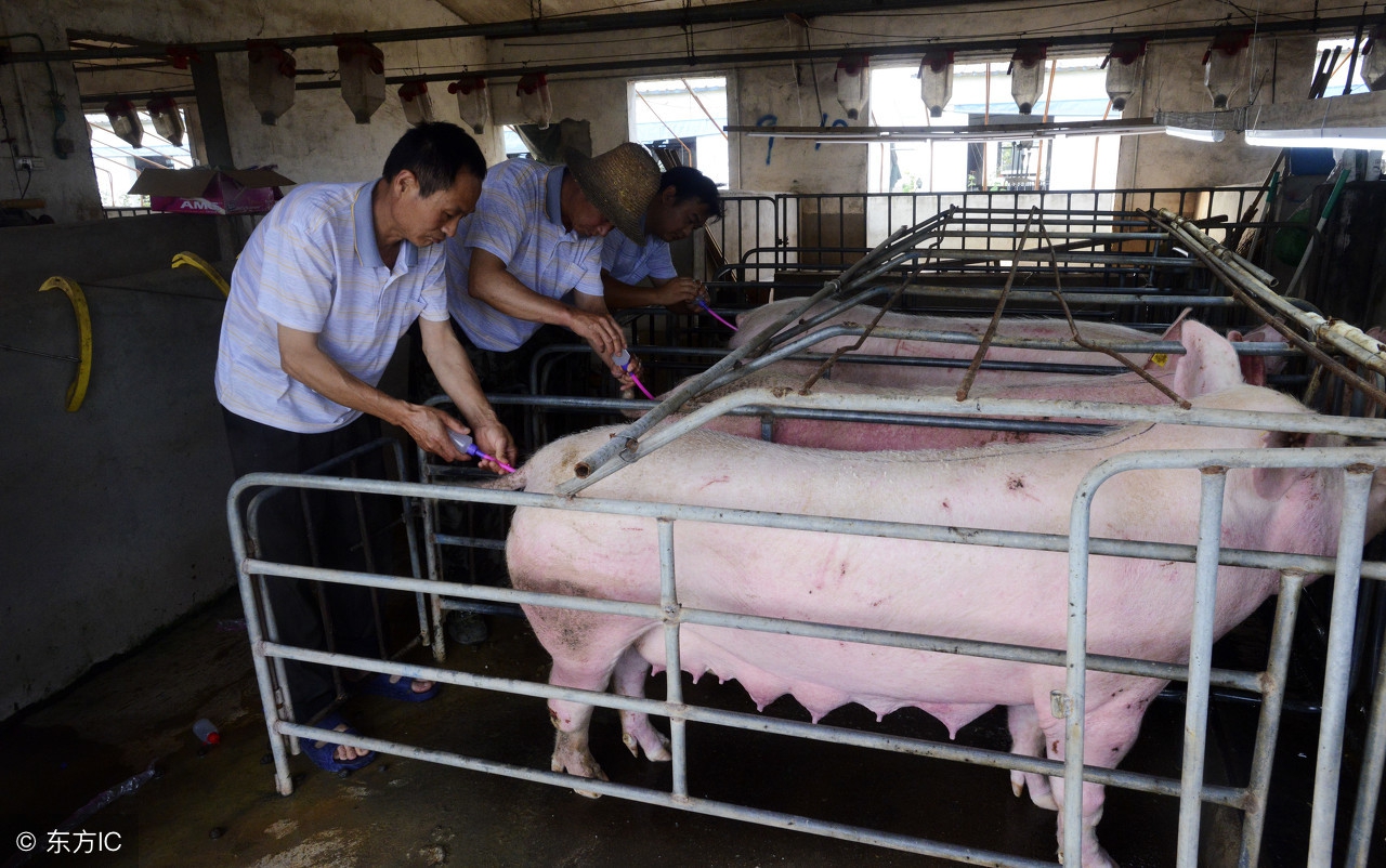 猪场后备母猪人工深度授精,母猪输精养猪技术教程大全