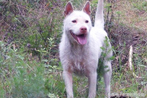 猛犬排名藏獒第一,中国藏獒十大猛犬
