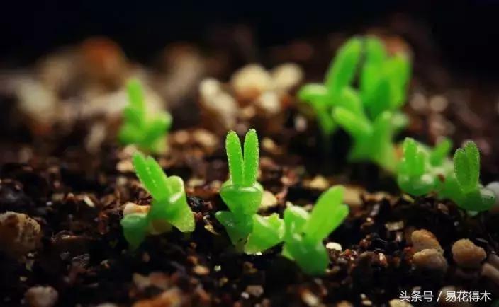 多肉推荐：“兔斯基”碧光环的鉴赏养护