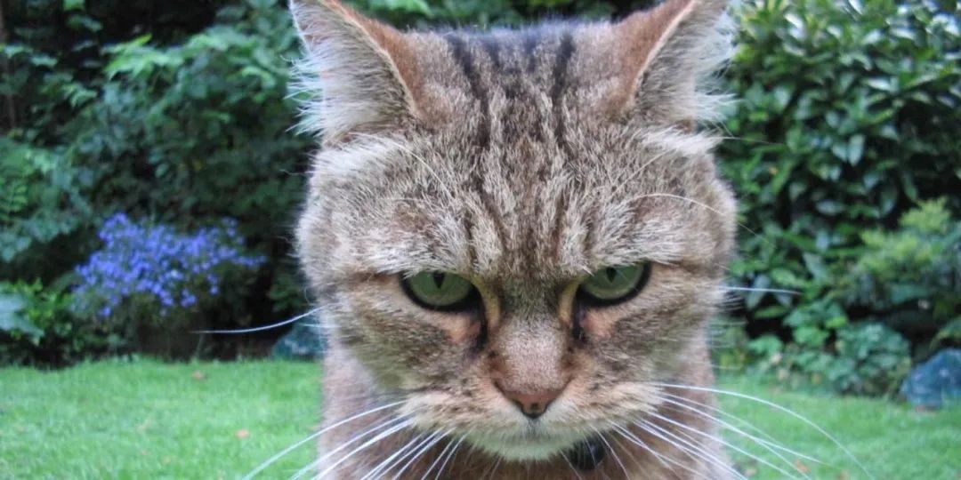 动物能感知人类心情吗,动物能感到开心吗