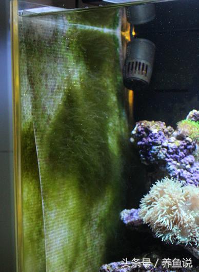 鱼缸换水注意事项及正确方法,鱼缸换水周期及注意事项