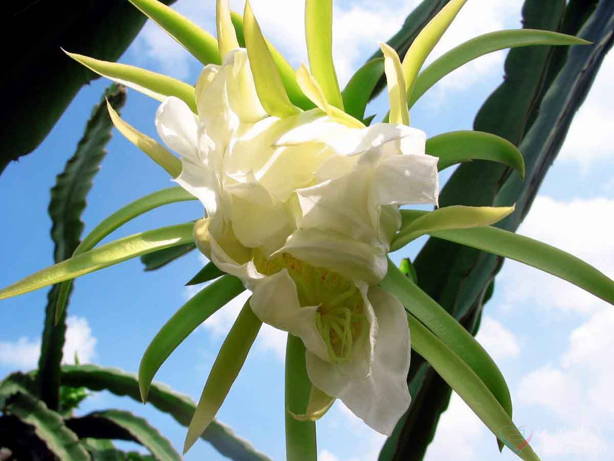 家里养龙骨在风水上有什么讲究,家里养龙骨的寓意