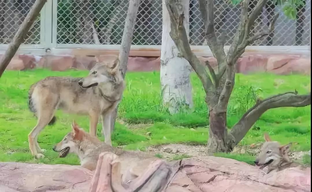 福清野生动物园游览车,福清野生动物园攻略
