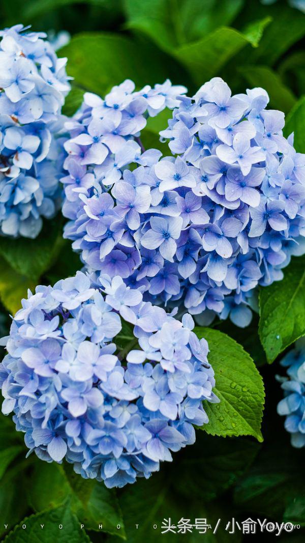 夏天济州岛旅游攻略,夏游济州岛