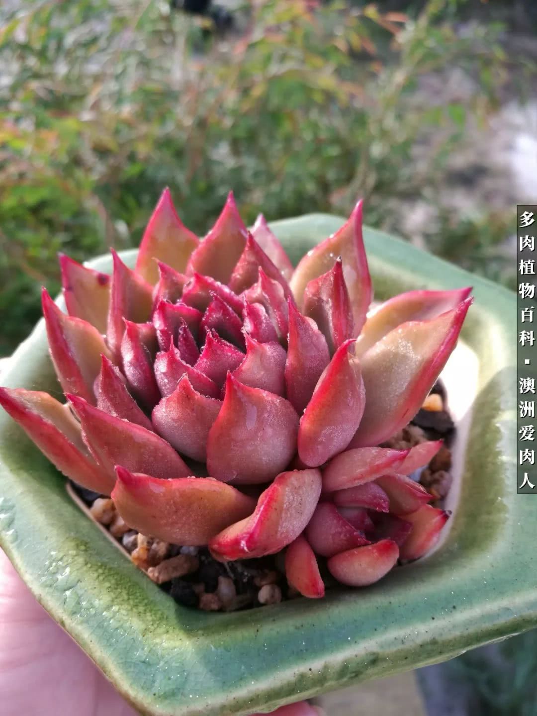 最耐晒的八款多肉,暖阳下的多肉美的不得了