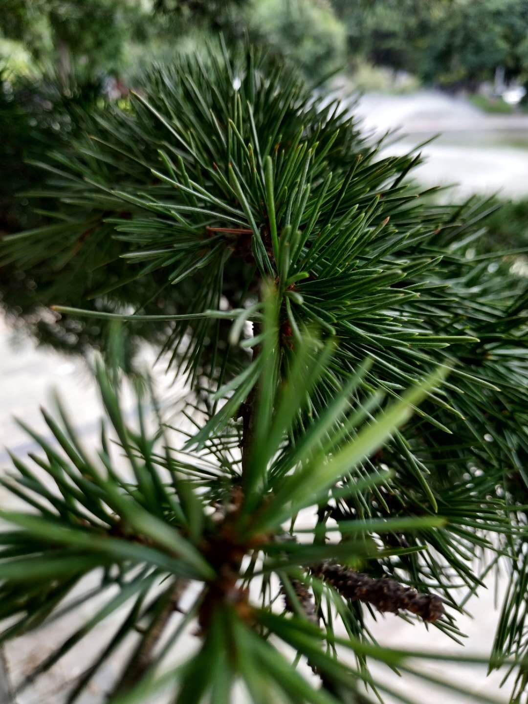 小米max3有好的相机软件吗,小米max3相机是索尼的吗