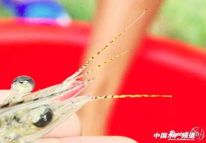 新品种“白金钢”！源自非洲亚丁湾，抗病力强，适应性广，到底什么来头？